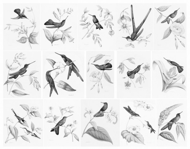 Bevalet's Hummingbirds and Flowers Sample Images