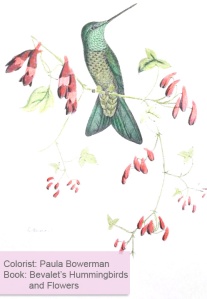 Bevalet's Hummingbirds and Flowers Adult Coloring book
